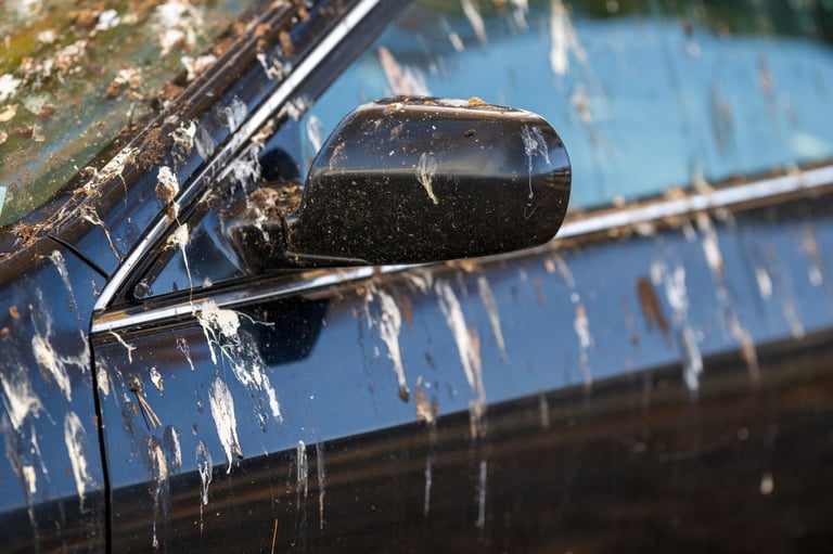 Dirty car covered in bird droppings - Before